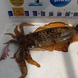 アオリイカ