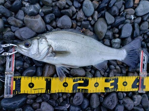 フッコ（ヒラスズキ）の釣果