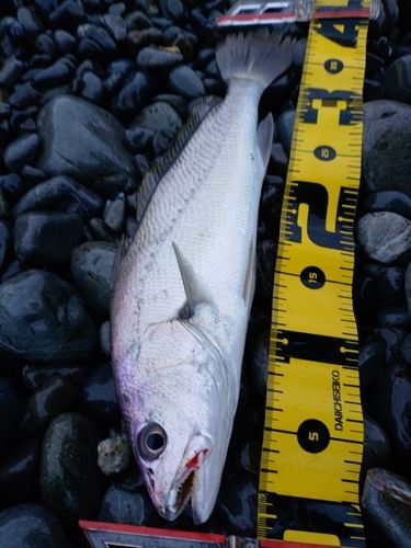 ニベの釣果