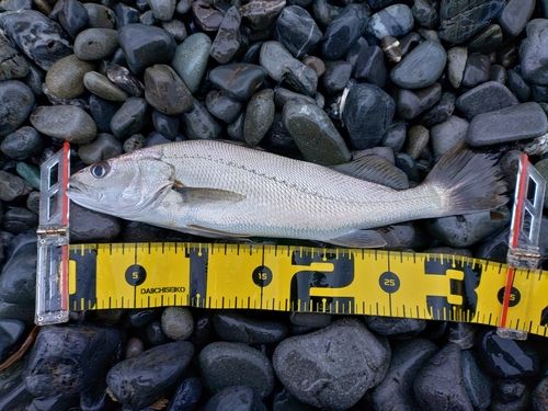 ニベの釣果
