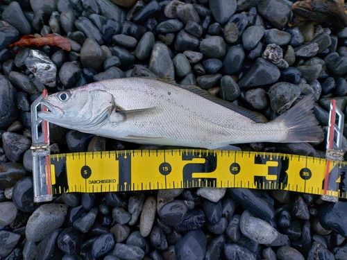 ニベの釣果