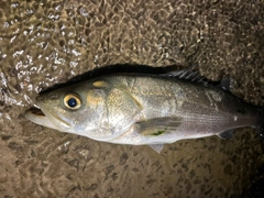 フッコ(マルスズキ)の釣果