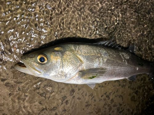 フッコ（マルスズキ）の釣果