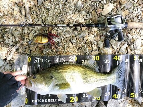 ブラックバスの釣果