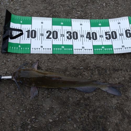 アメリカナマズの釣果