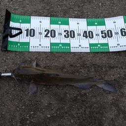 アメリカナマズ