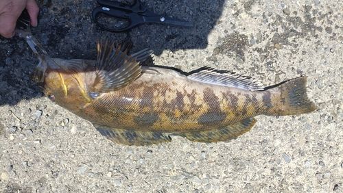 アイナメの釣果