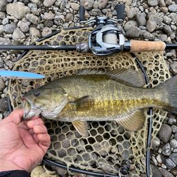 スモールマウスバス