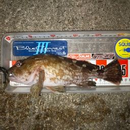 カサゴ