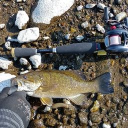 スモールマウスバス