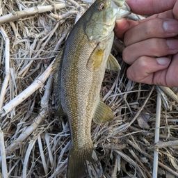 スモールマウスバス