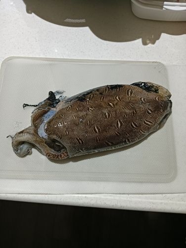 モンゴイカの釣果