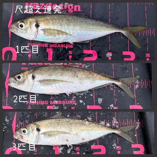 マアジの釣果