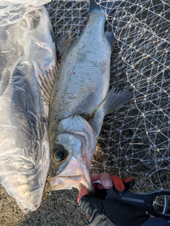 フッコ（ヒラスズキ）の釣果