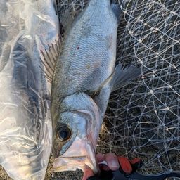 フッコ（ヒラスズキ）