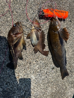 シマゾイの釣果