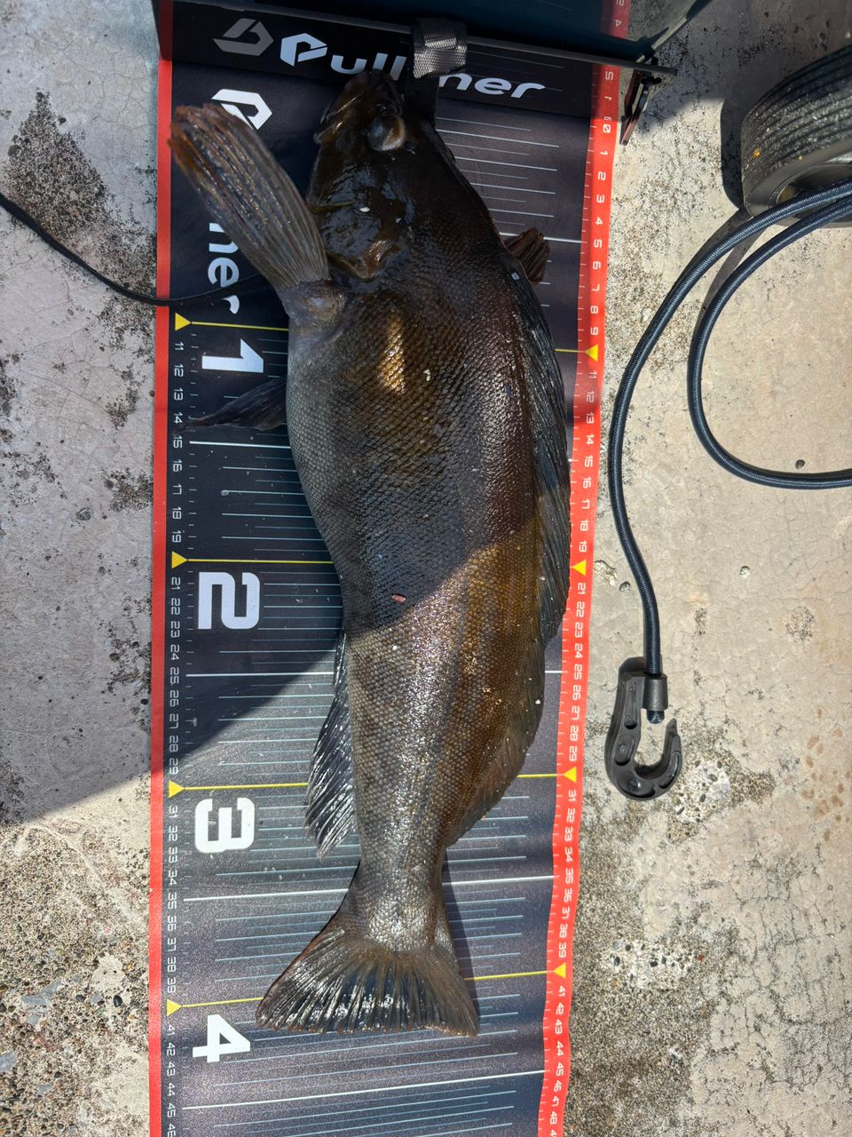 す〜ちゃまさんの釣果 2枚目の画像