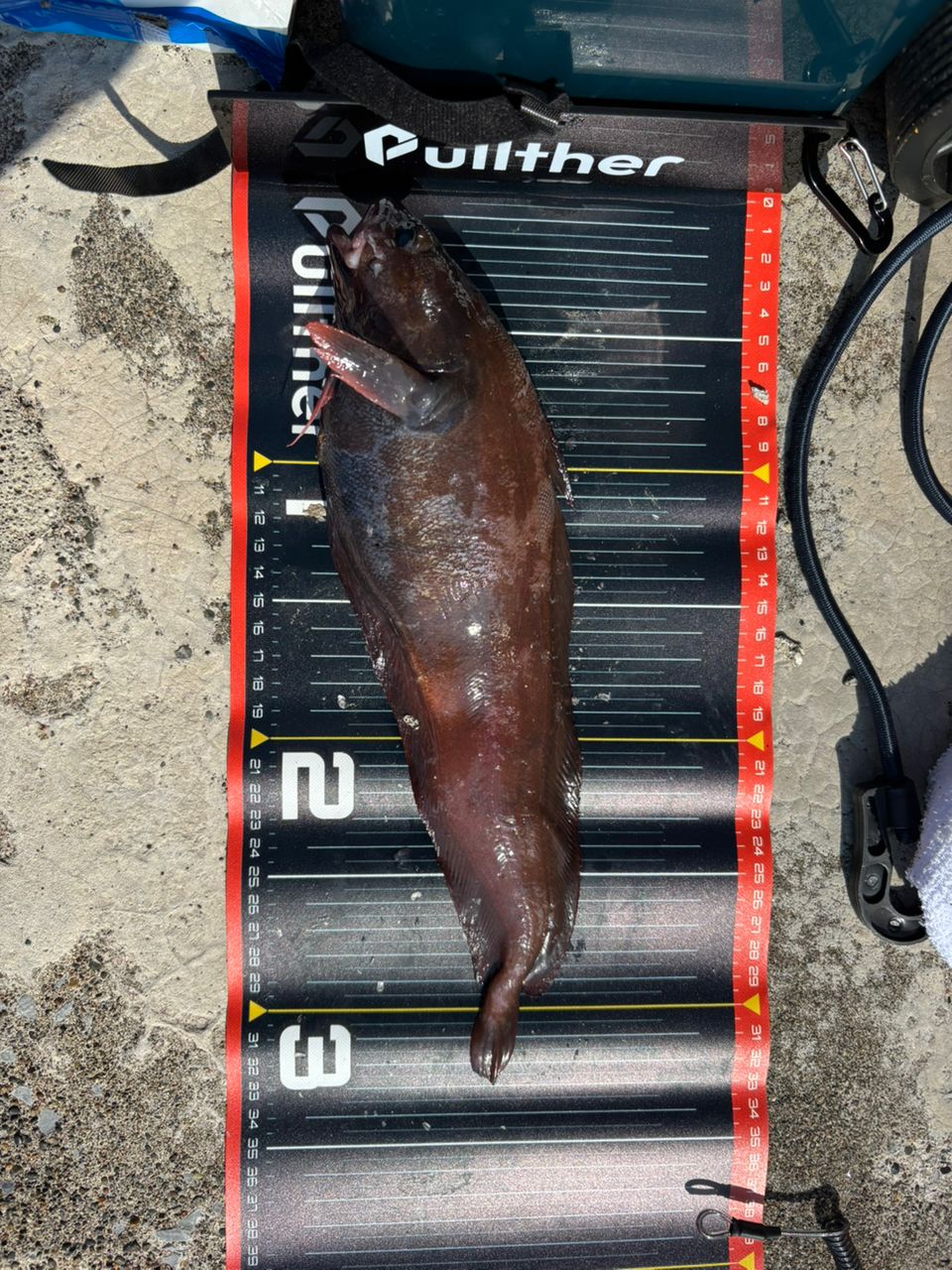 す〜ちゃまさんの釣果 3枚目の画像