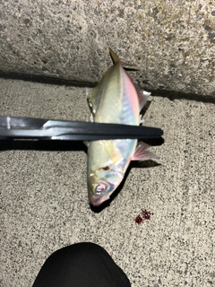 マアジの釣果