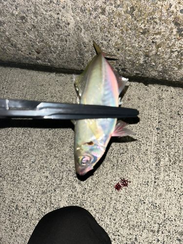 マアジの釣果