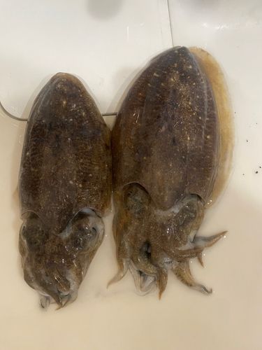 コウイカの釣果