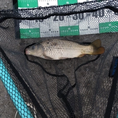 コイの釣果