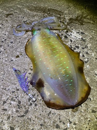 アオリイカの釣果