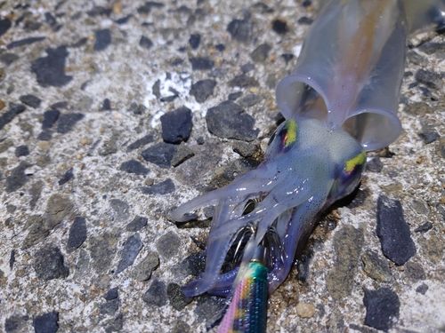 ヤリイカの釣果