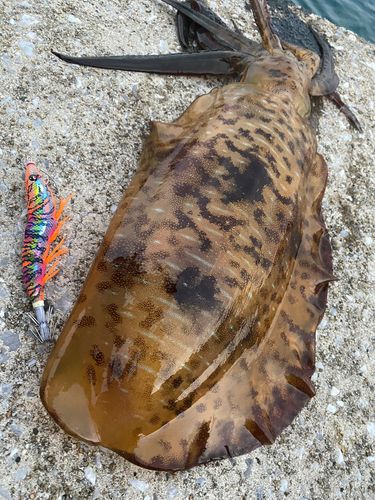 アオリイカの釣果