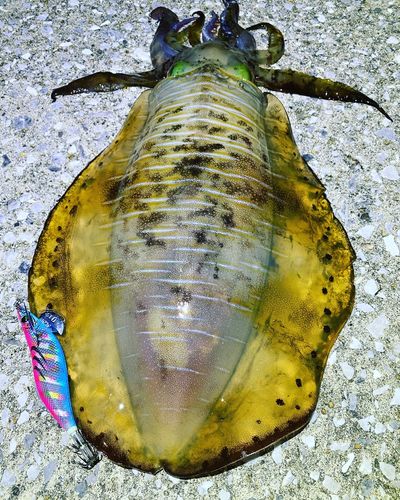 アオリイカの釣果