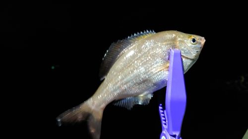 ウミタナゴの釣果