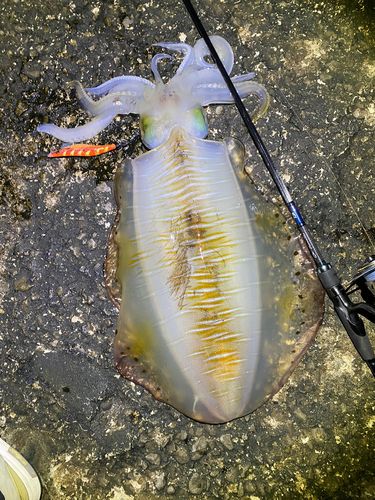 アオリイカの釣果