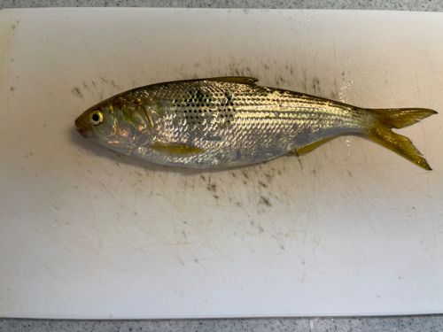 コノシロの釣果