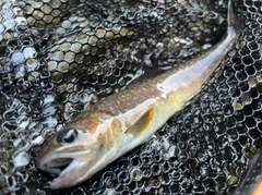 イワナの釣果