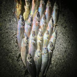 アジ