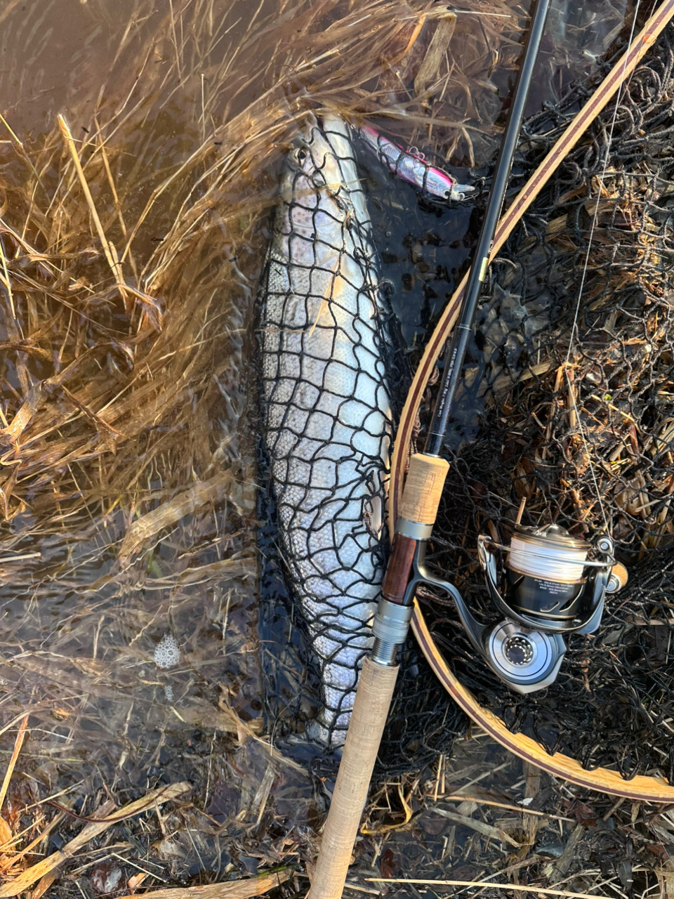 DAIWA 20シルバークリーク ネイティブスティンガー 86MHの最安値