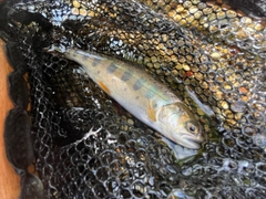 ヤマメの釣果