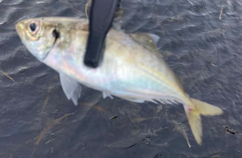 マアジの釣果