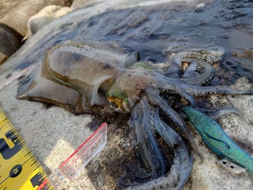 アオリイカの釣果
