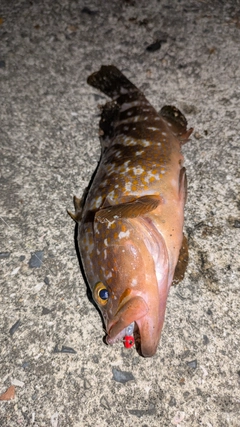 アコウの釣果