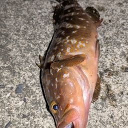 アコウ