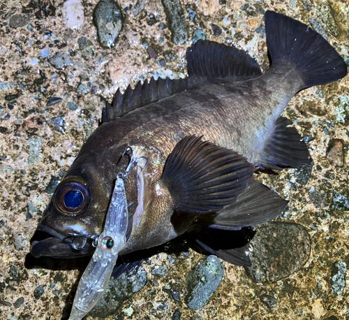 メバルの釣果