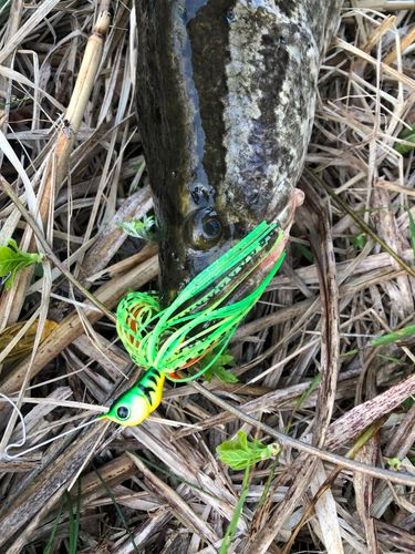 カムルチーの釣果