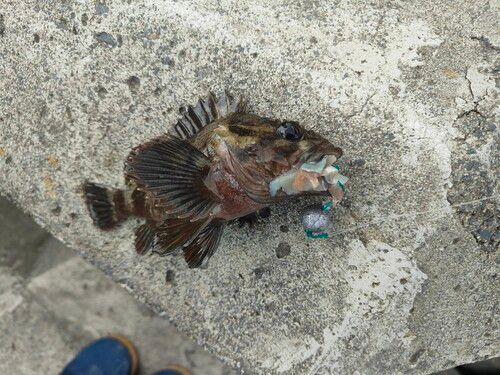 ムラソイの釣果