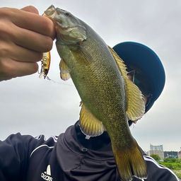 スモールマウスバス