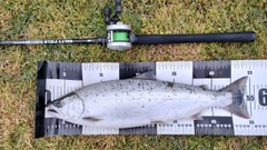 サクラマスの釣果