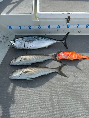 スマガツオの釣果
