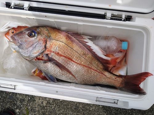マダイの釣果