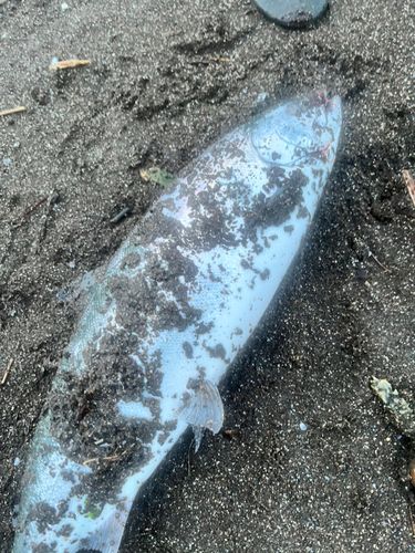 サクラマスの釣果