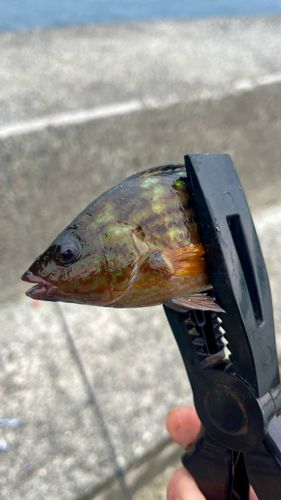 アカササノハベラの釣果